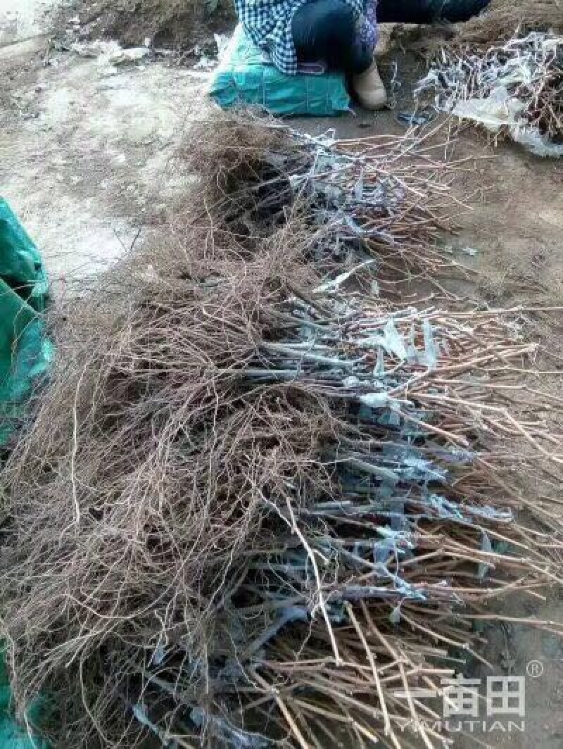 阳光玫瑰葡萄苗1年30cm以下