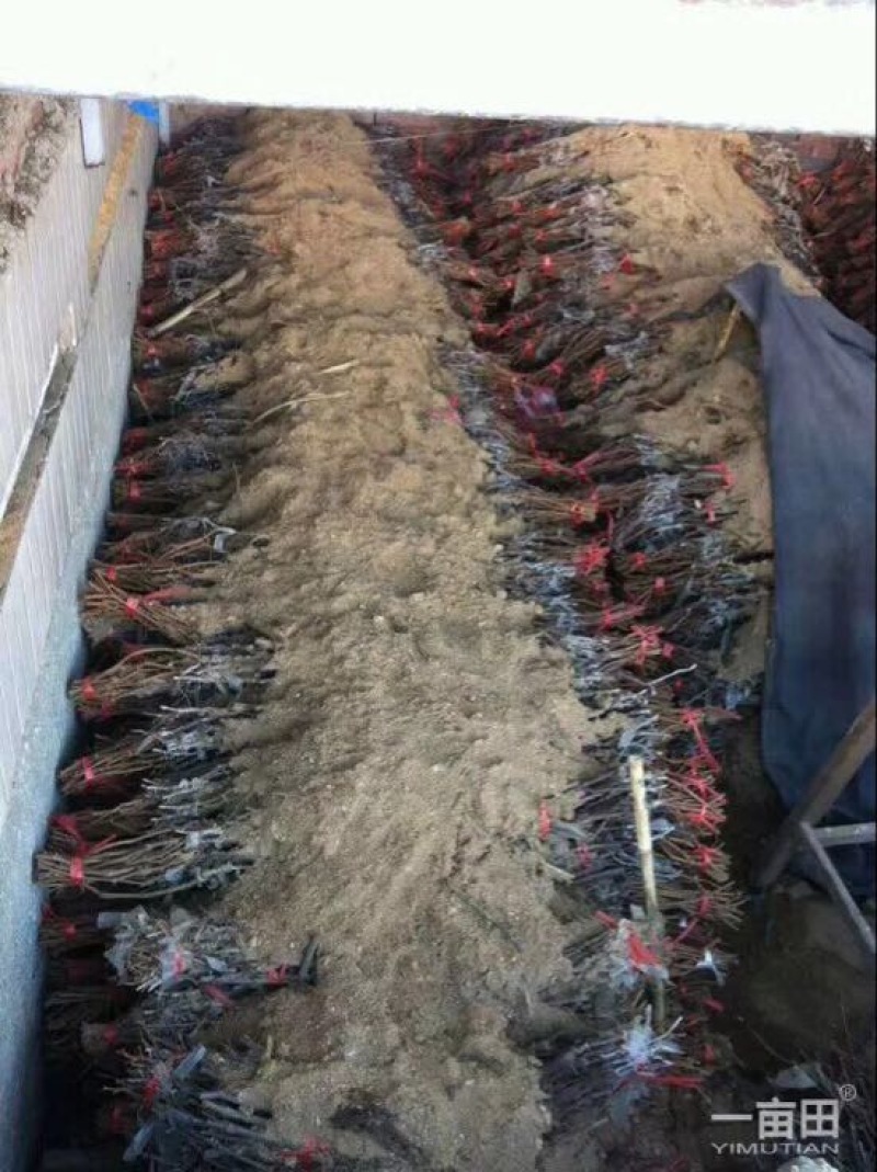 阳光玫瑰葡萄苗1年30cm以下