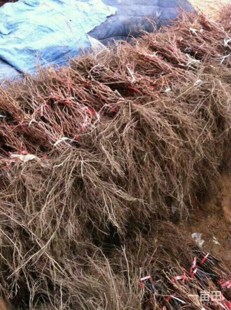 阳光玫瑰葡萄苗1年30cm以下
