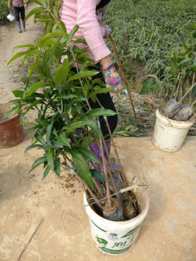 金煌芒树苗1m以下