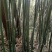 绿竹9~10m