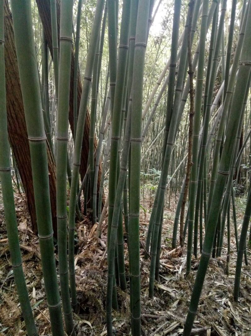 绿竹9~10m