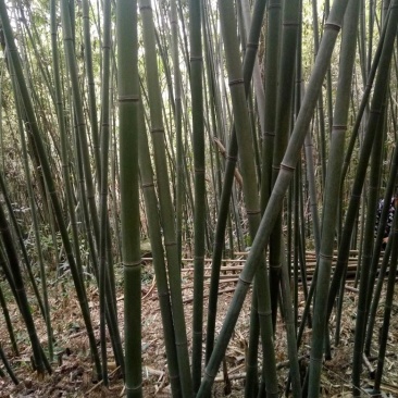 绿竹9~10m