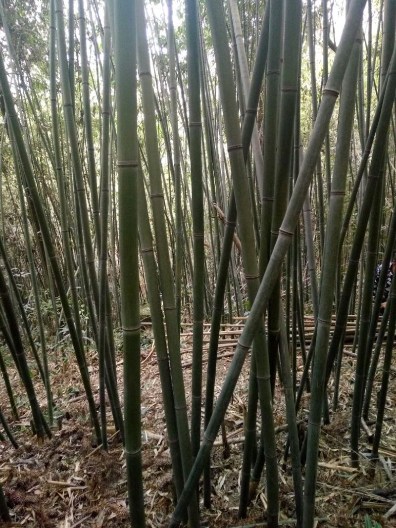 绿竹9~10m