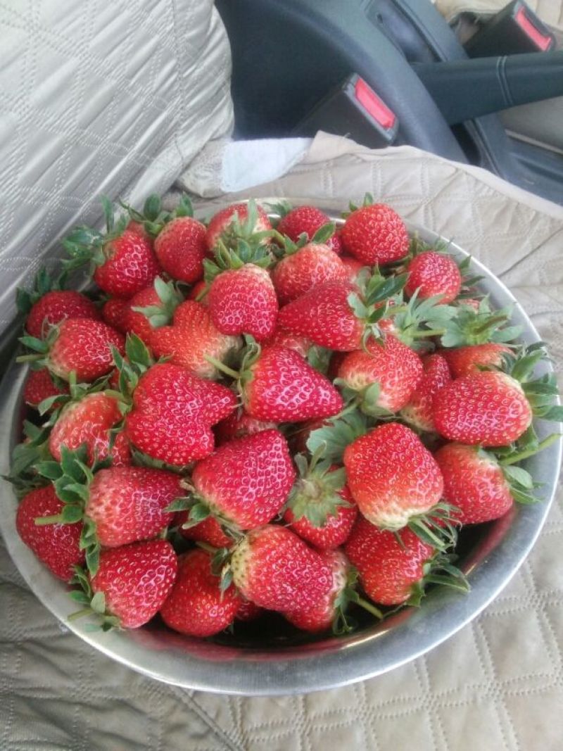 红颜草莓30~40克
