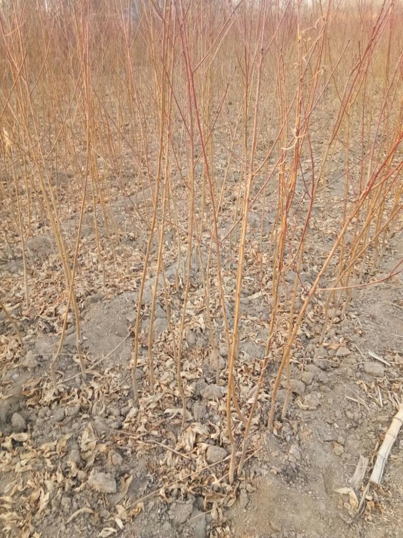 春晓桃树苗基地批发价格春丽，突围，秋彤，冬雪蜜桃
