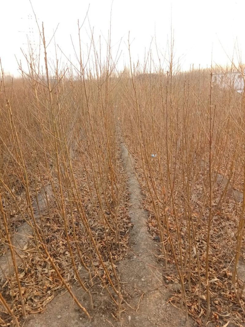 春晓桃树苗基地批发价格春丽，突围，秋彤，冬雪蜜桃