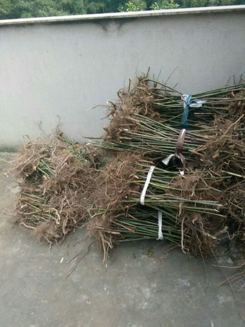 覆盆子苗