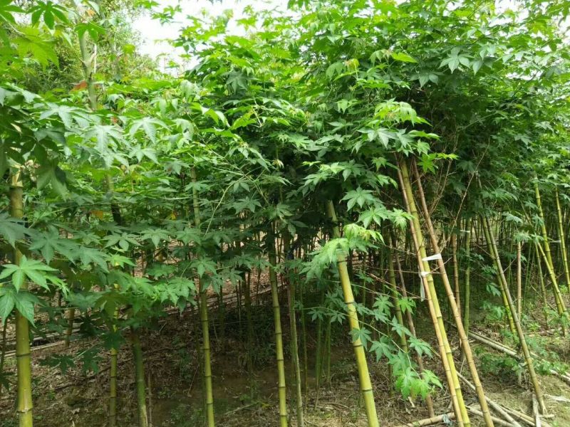 覆盆子苗