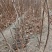 甜红子山楂苗基地批发大金星，大五棱，现起现发