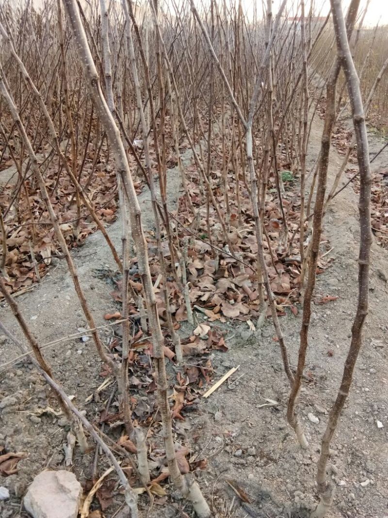 甜红子山楂苗基地批发大金星，大五棱，现起现发