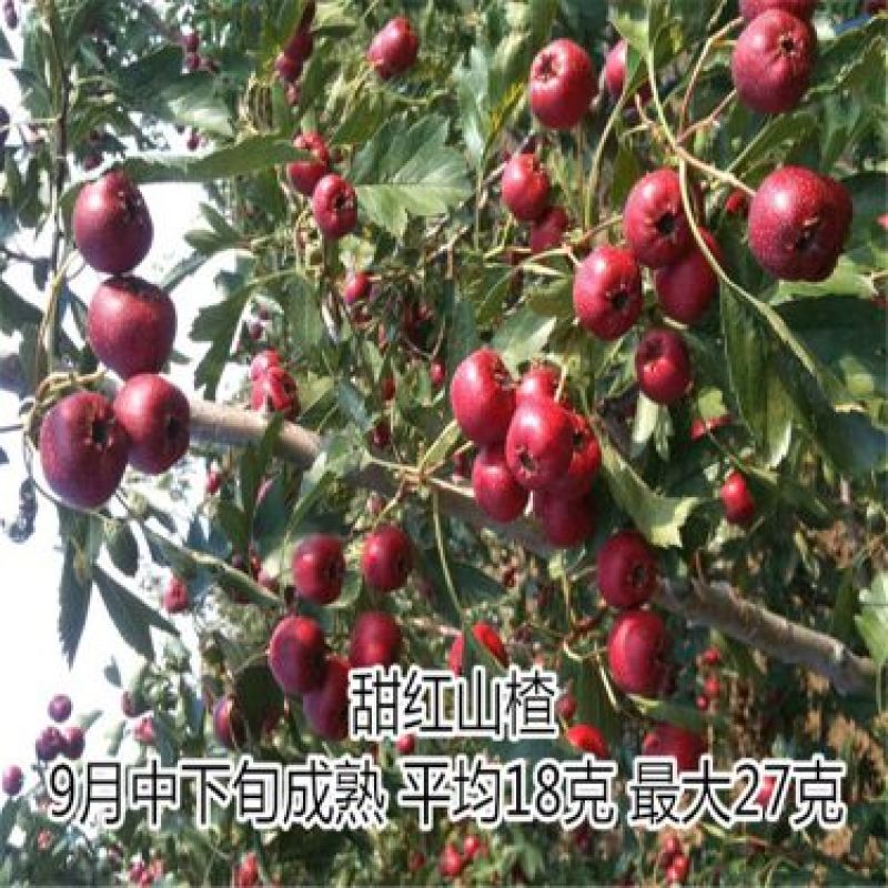 甜红子山楂苗基地批发大金星，大五棱，现起现发