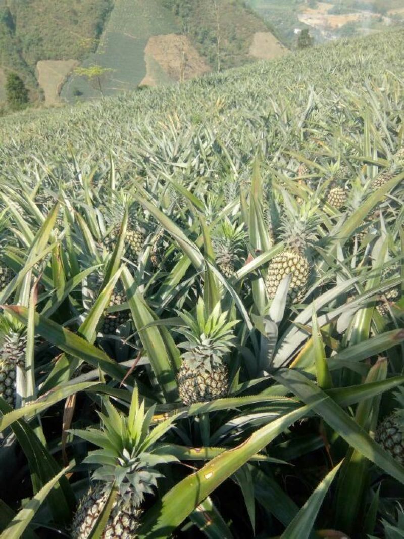 【产地直销】屏边菠萝1.2斤以上云南菠萝品质保证