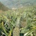 【产地直销】屏边菠萝1.2斤以上云南菠萝品质保证