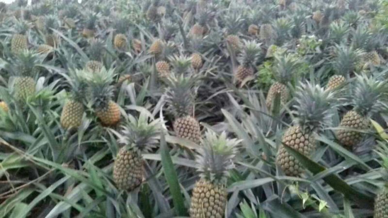 【产地直销】屏边菠萝1.2斤以上云南菠萝品质保证