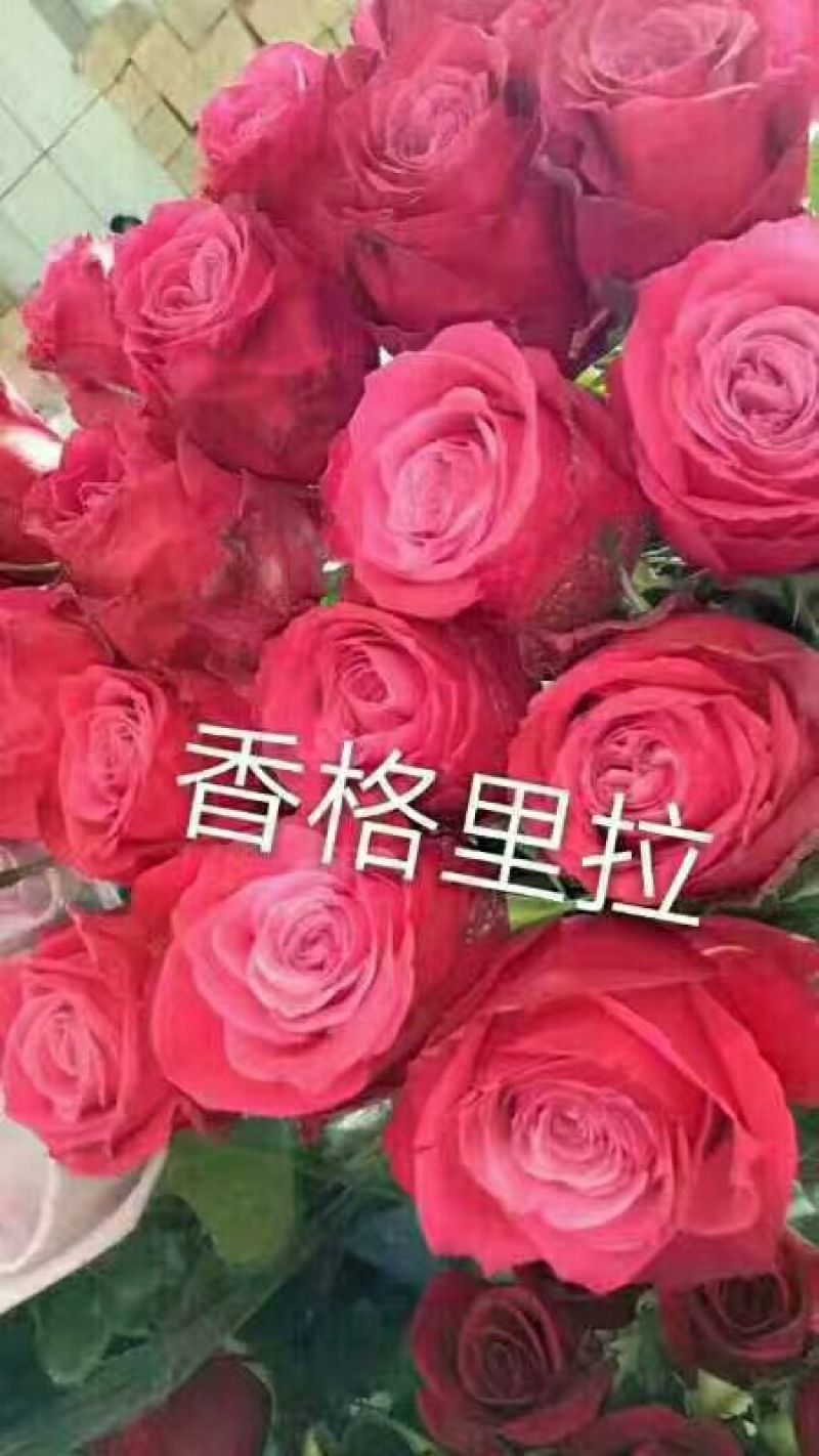 月季苗10~20cm