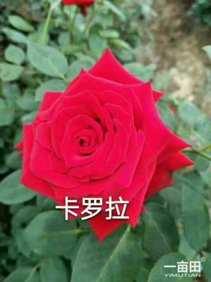 月季苗10~20cm