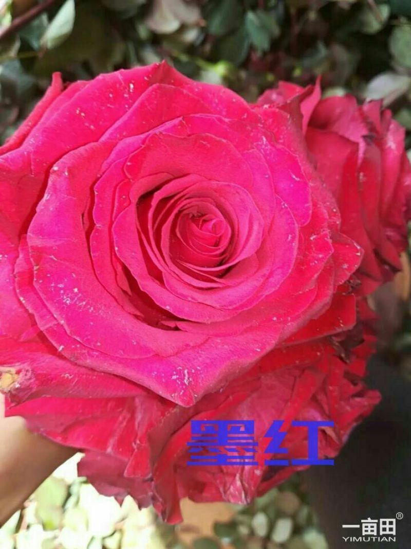 月季苗10~20cm