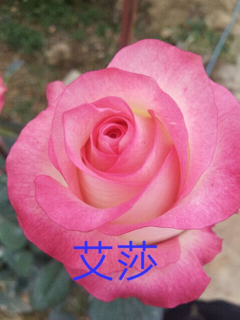 月季苗10~20cm