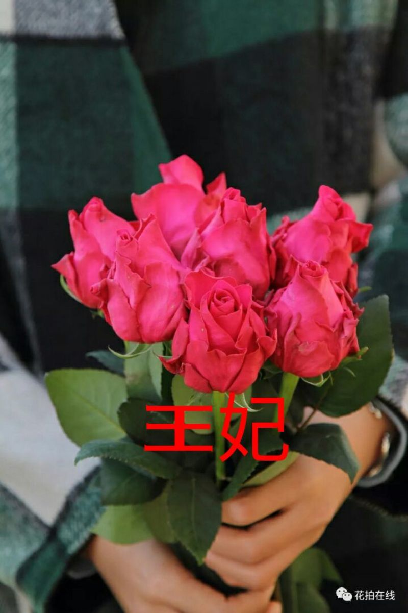 月季苗10~20cm