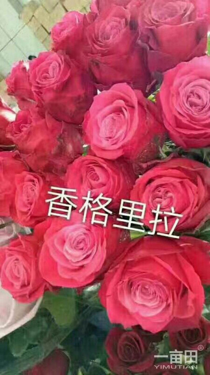 月季苗10~20cm