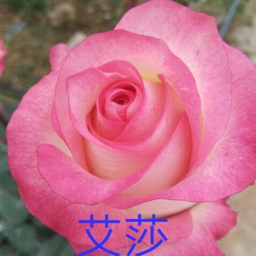 月季苗10~20cm