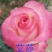 月季苗10~20cm