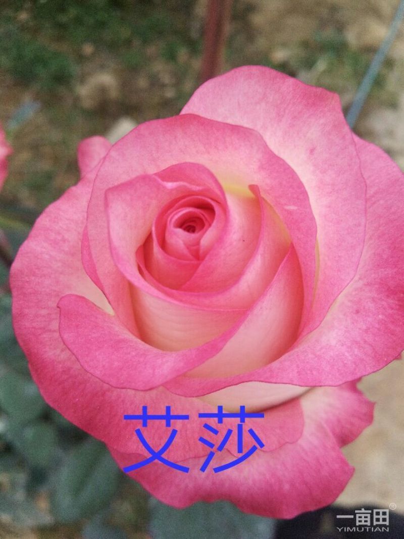 月季苗10~20cm