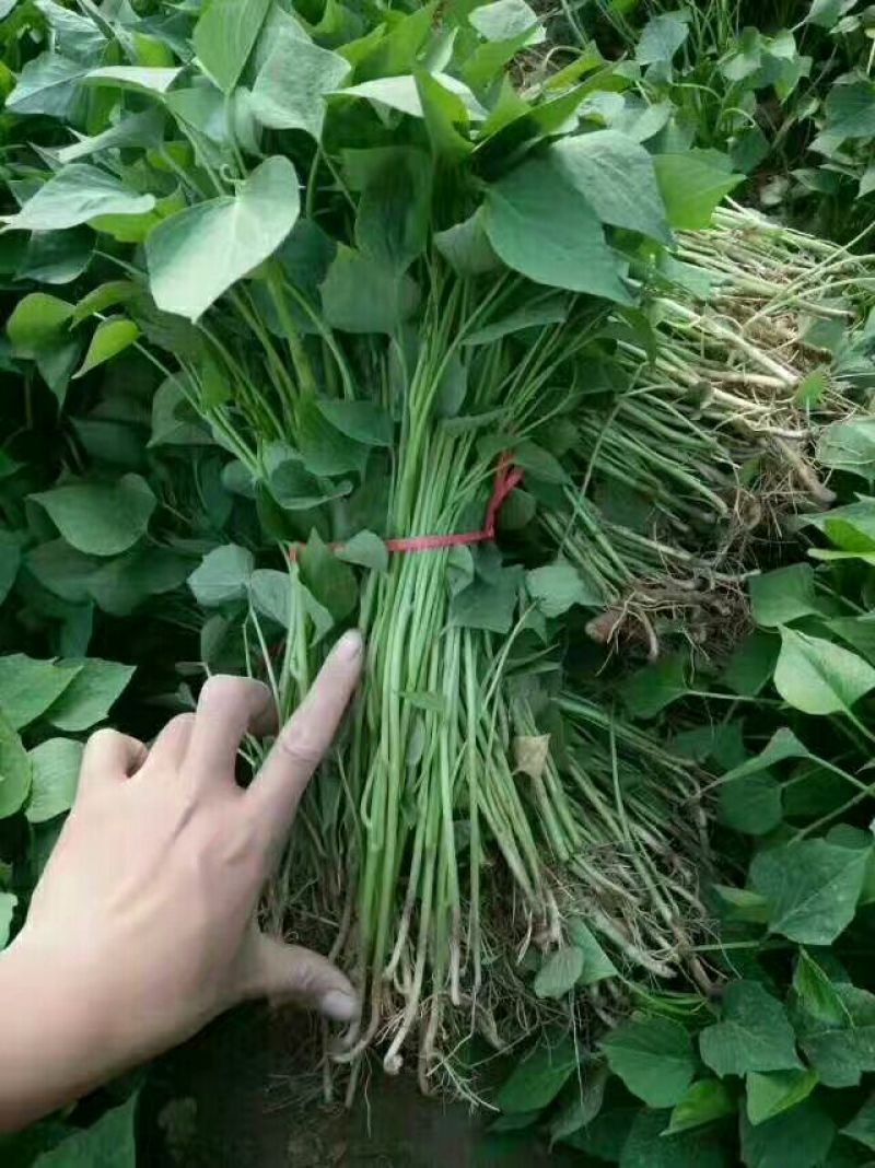 山东红薯专业合作社龙薯九号原种脱毒红薯苗15~25cm