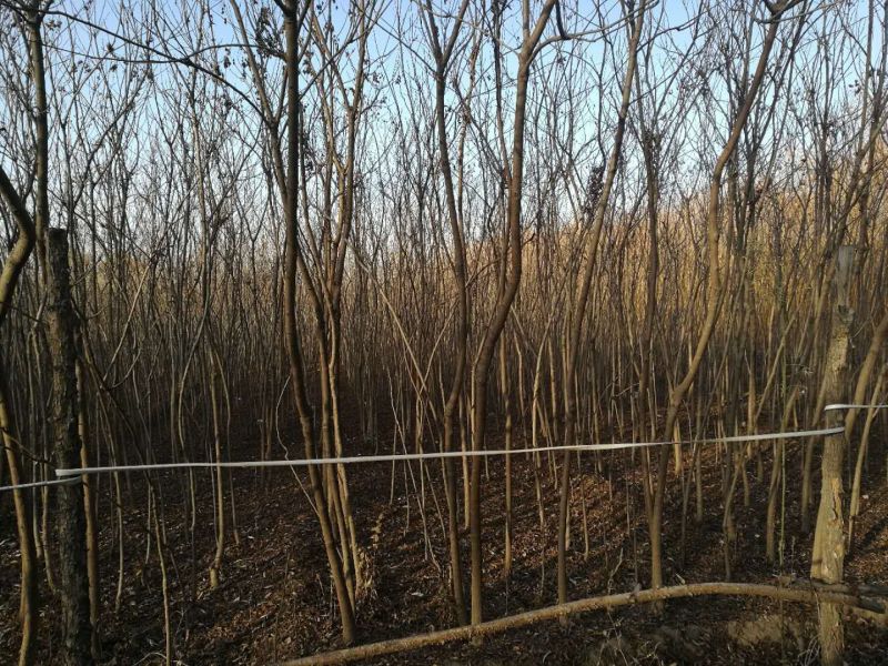 华北栾树4~6cm4米以上