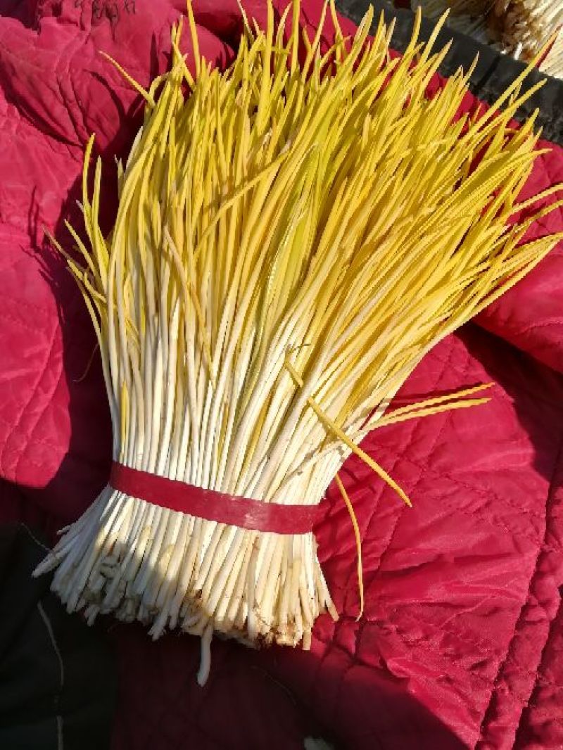 蒜黄40~50cm