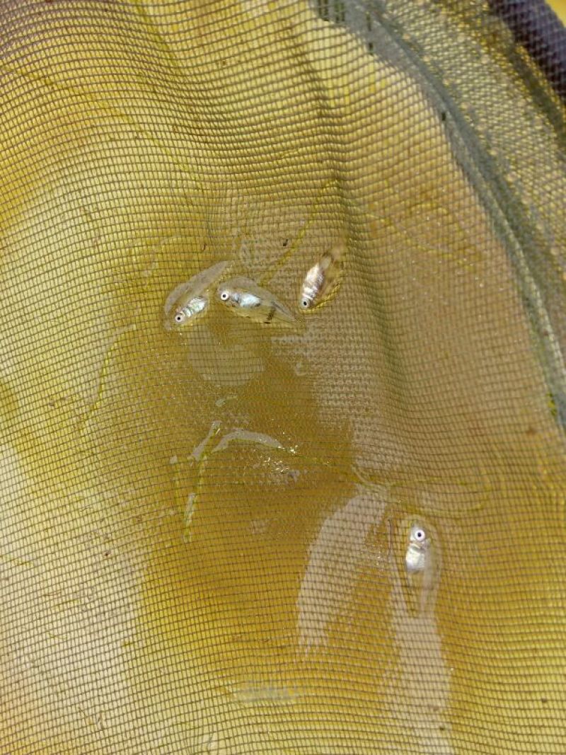 海鲈鱼鱼苗黄翅鱼苗，立鱼苗