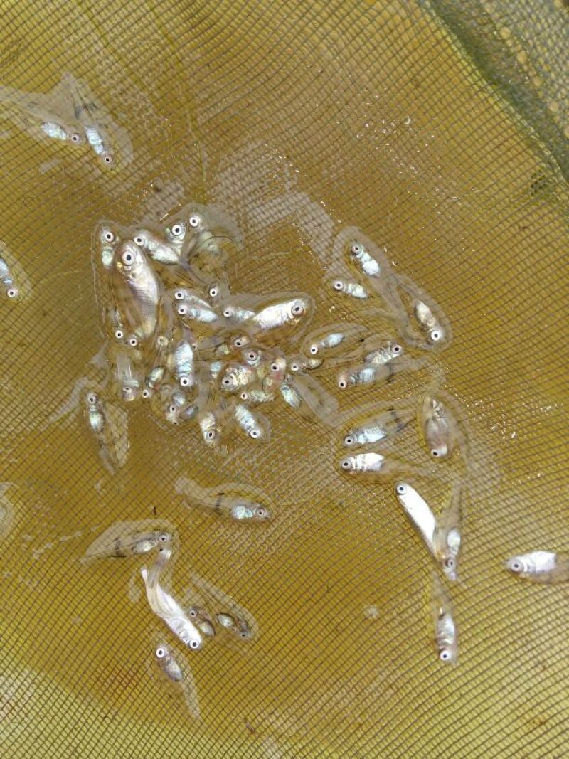 海鲈鱼鱼苗黄翅鱼苗，立鱼苗