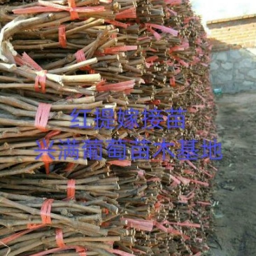 红提葡萄苗30cm以下1年