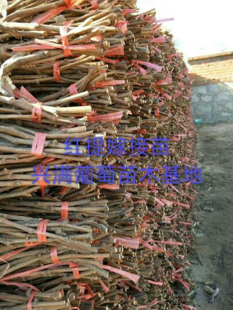 红提葡萄苗30cm以下1年