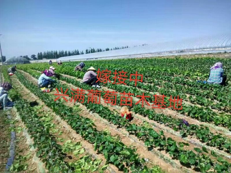 红提葡萄苗30cm以下1年