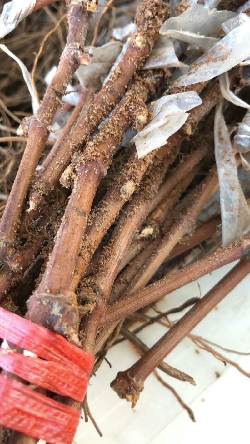 红提葡萄苗30cm以下1年