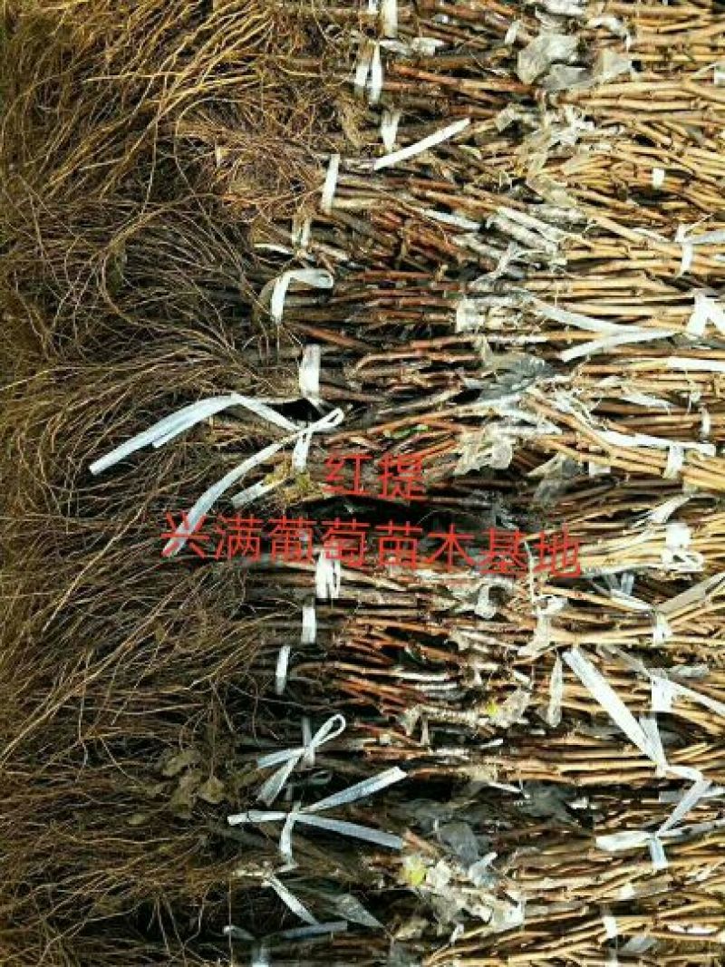 红提葡萄苗30cm以下1年
