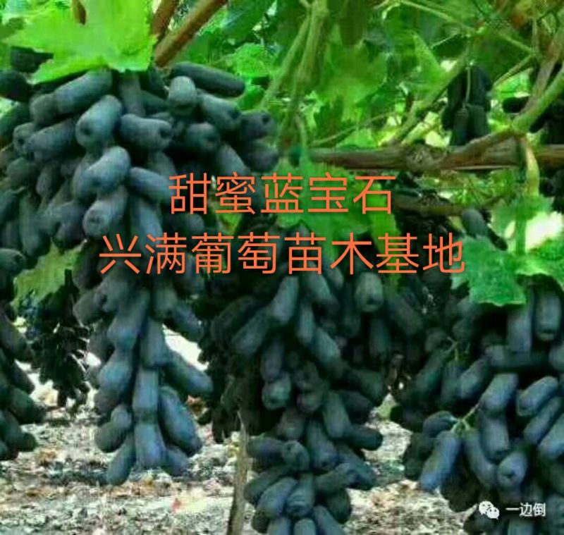 红提葡萄苗30cm以下1年