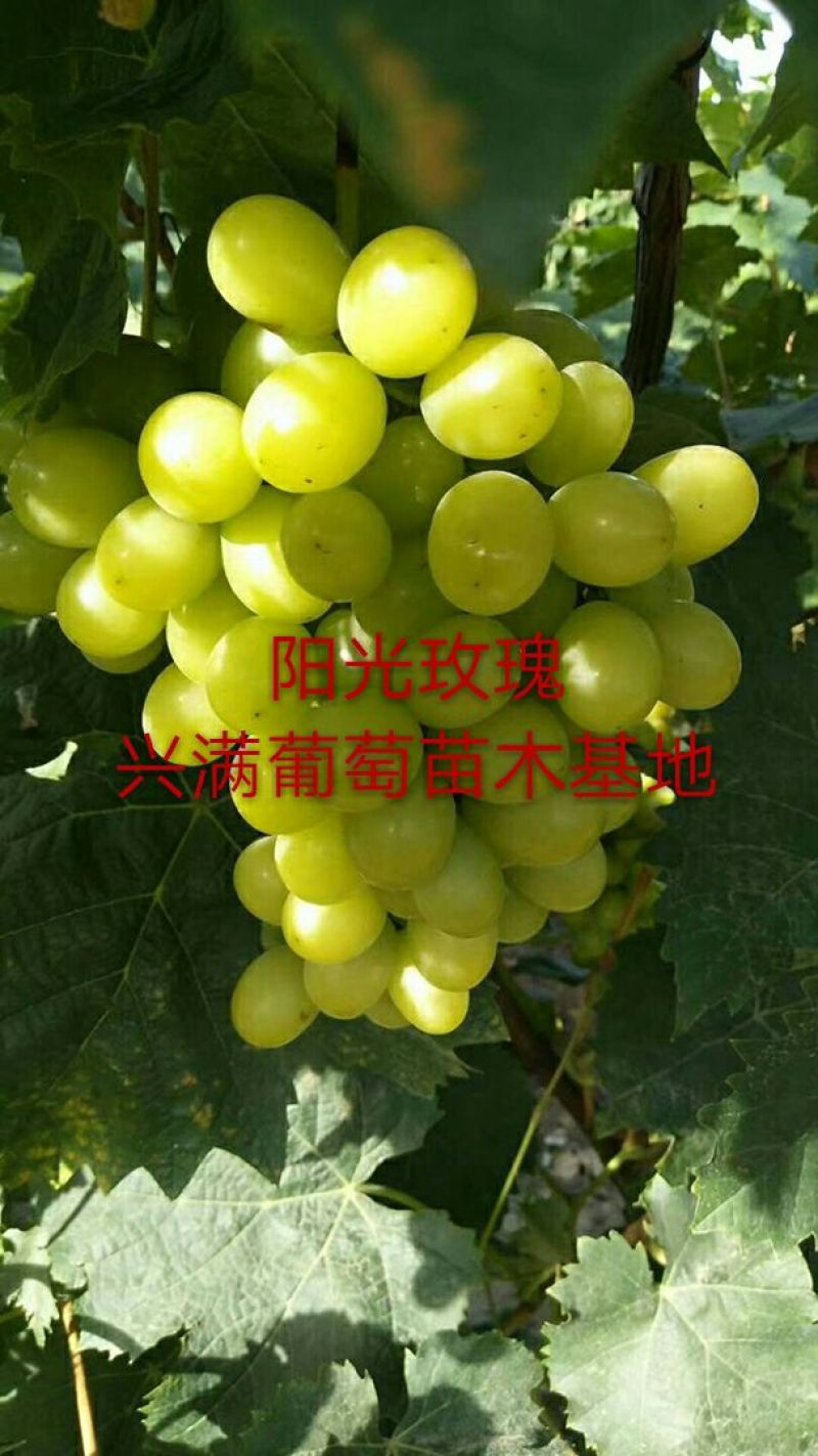 红提葡萄苗30cm以下1年