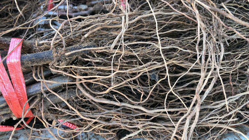红提葡萄苗30cm以下1年