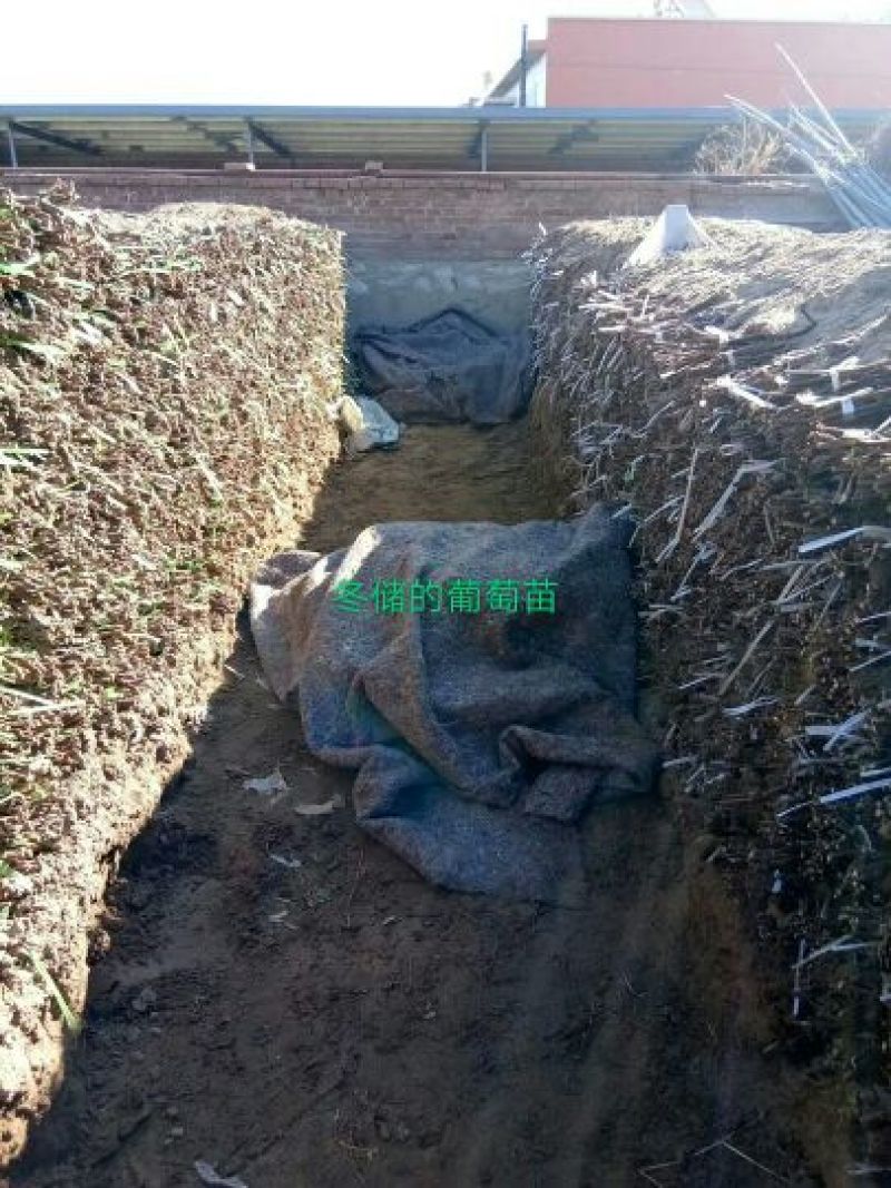 红提葡萄苗30cm以下1年