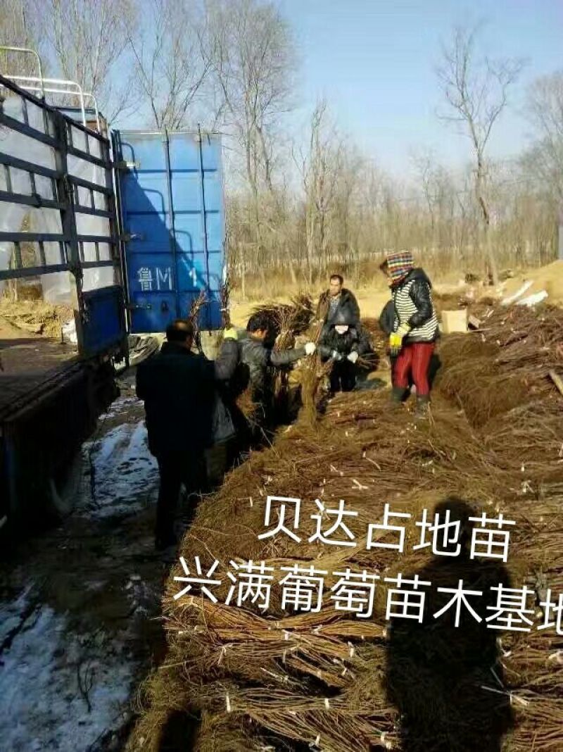 红提葡萄苗30cm以下1年