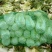 娃娃菜2~3两以上
