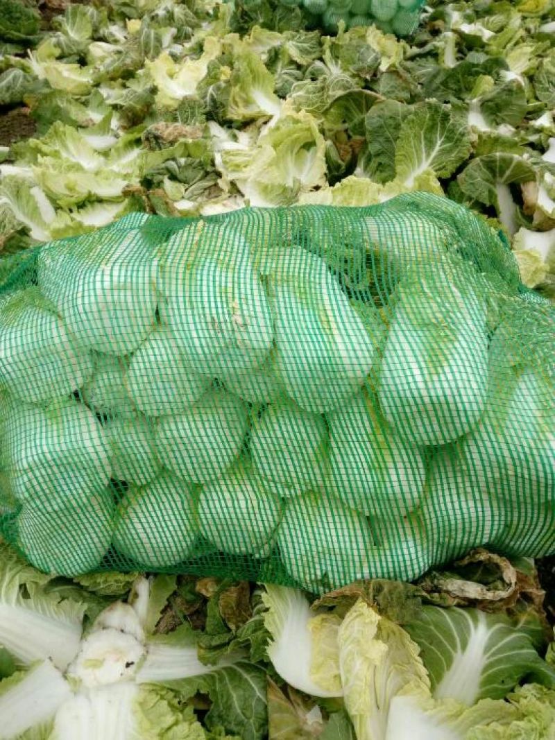 娃娃菜2~3两以上