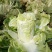 娃娃菜2~3两以上
