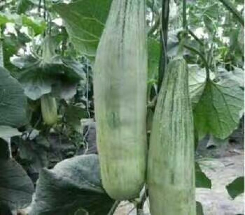 【精品】羊角蜜甜瓜，七八两到一斤半左右可供电商，微商