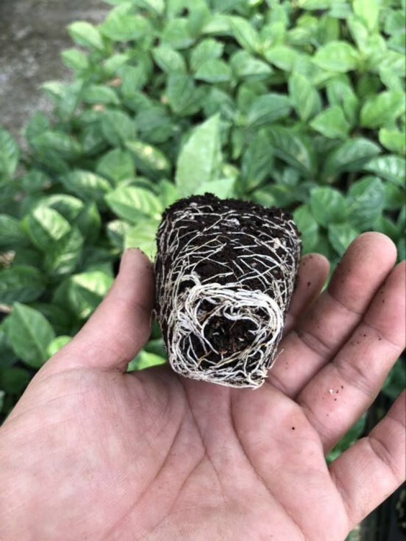 黄金百香果苗10~20cm
