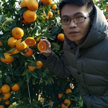 091无核沃柑苗优良品种