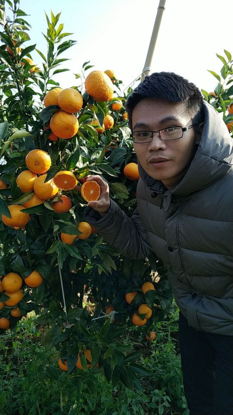 091无核沃柑苗优良品种